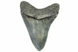 Serrated, Fossil Megalodon Tooth - North Carolina #309526-1